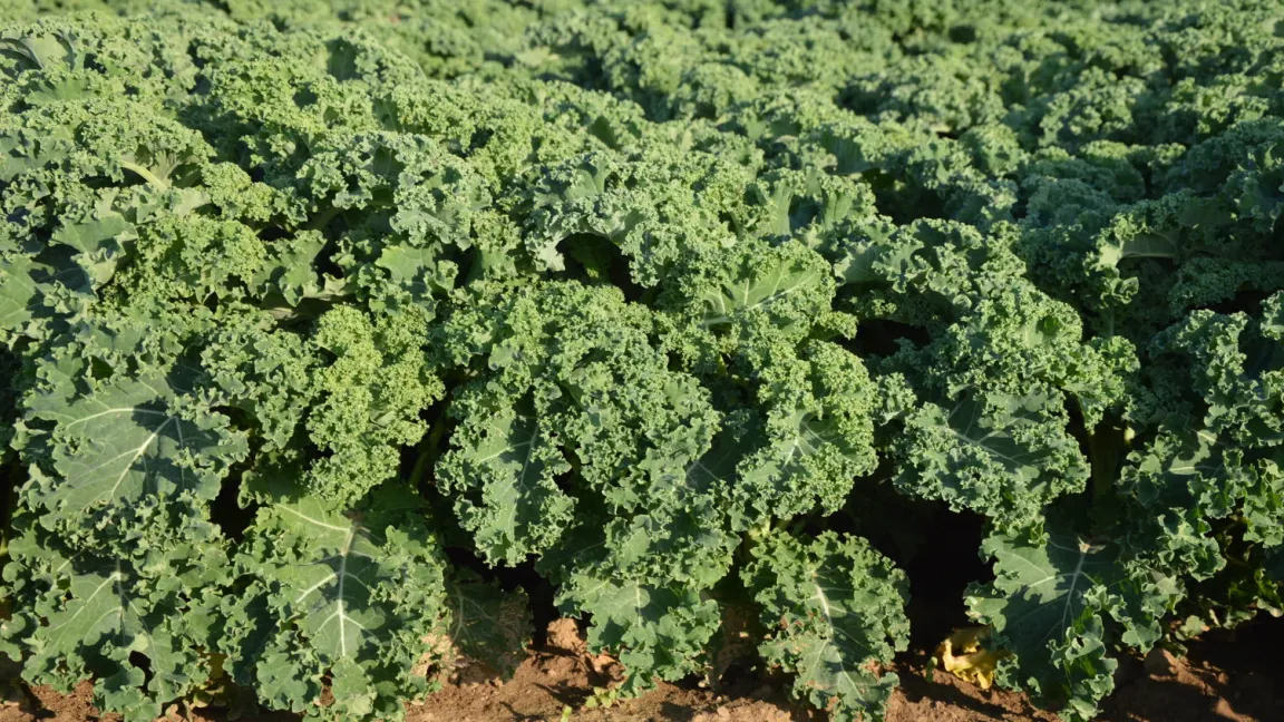 Der Grünkohl ist der Vater der Flower Sprouts. Von ihm stammen die krausen Blätter. Als Mutter vererbt der Rosenkohl den strunkartigen Aufbau. Foto: Matthias Wiedenau