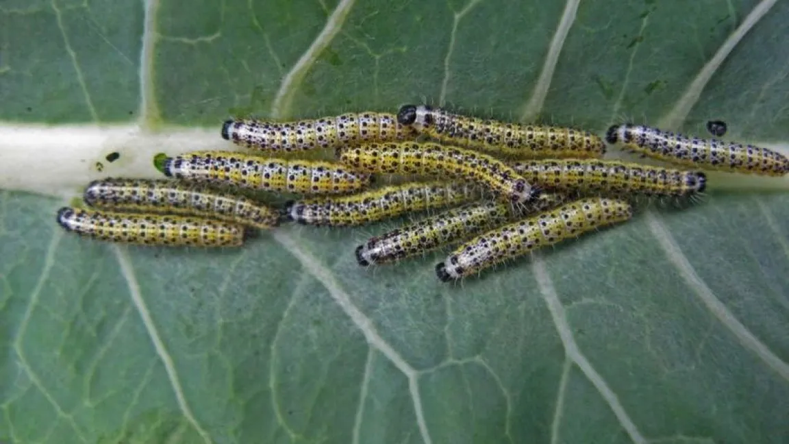 Die Raupen des Großen Kohlweißlings sind gefürchtete Schädlinge in vielen verschiedenen Kohlarten. Foto: Josef Schlaghecken, Hortipendium
