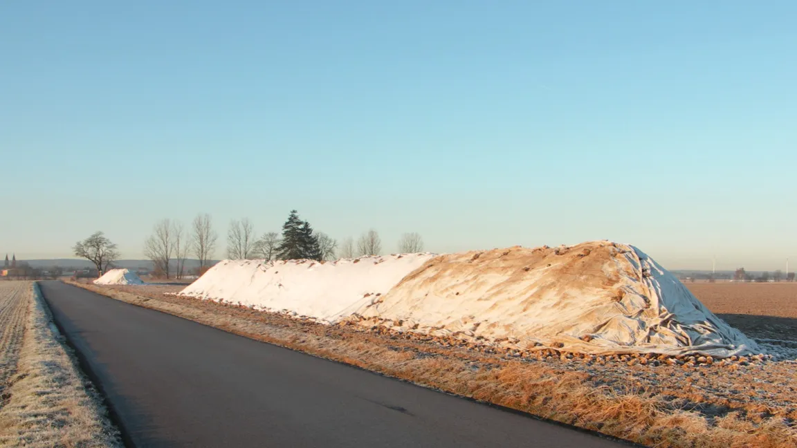 Die Kosten für die Abdeckung von Rübenmieten mit Vlies rechnen sich bei Langzeitlagerungen. Rüben für Zuckerfabriken lagern bis in den Januar am Feldrand, Rüben für Biogasanlagen sogar bis März. Foto: Matthias Wiedenau