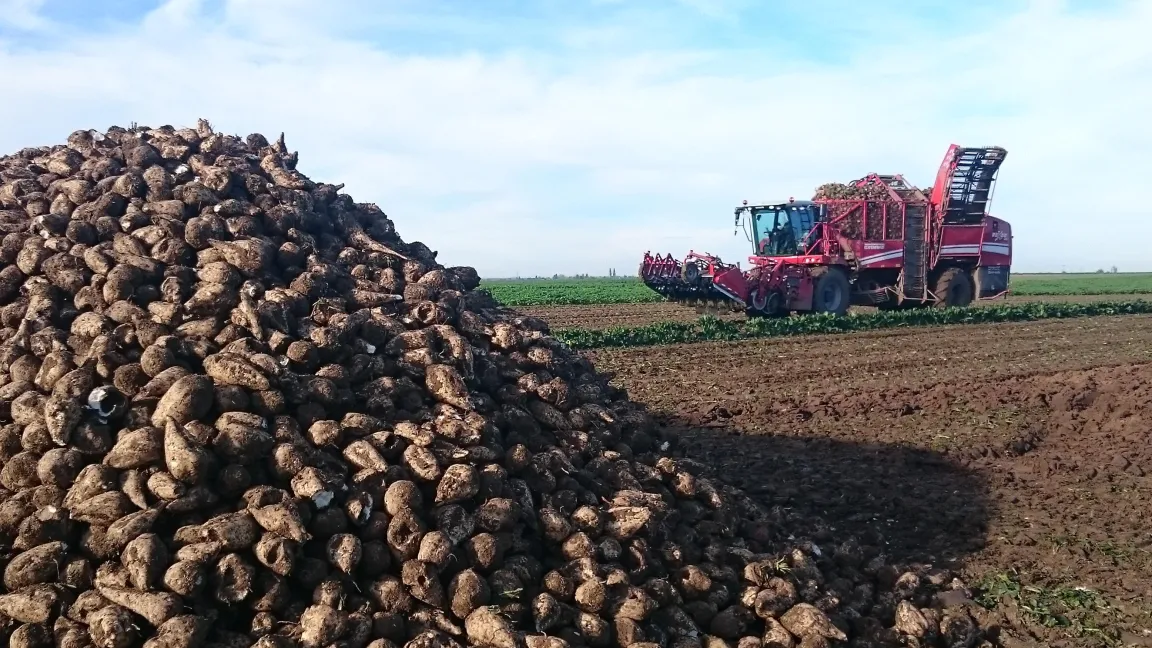 Moderne Roder mit Entblätterungstechnik verursachen kaum noch Verletzungen an den Rübenkörpern. Das senkt die Veratmungsverluste während der Lagerung. Foto: Matthias Wiedenau