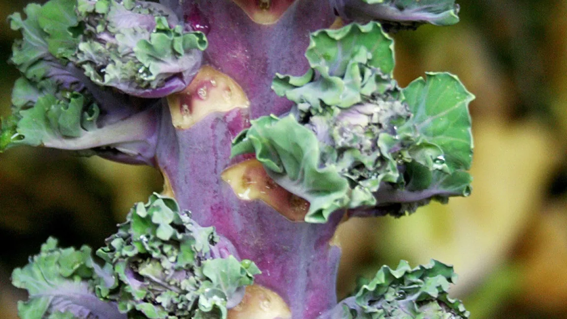Im Gegensatz zum Rosenkohl wachsen in den Blattachseln die recht lockeren, stark gekrausten und grün bis blauvioletten Röschen. Foto: bobby seeds, Hortipendium