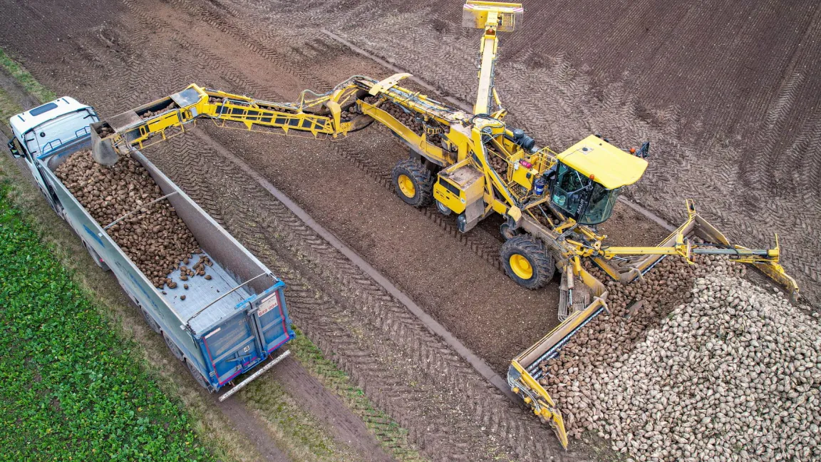 Die Zuckerrübenverladung mit der Rübenmaus und der Transport mit LKWs zur Fabrik erfolgt größtenteils über spezialisierte Dienstleister. Die Verkehrsstaus hinter mit Rüben beladenen landwirtschaftlichen Transportfahrzeugen gehören der Vergangenheit an. Foto: Matthias Wiedenau