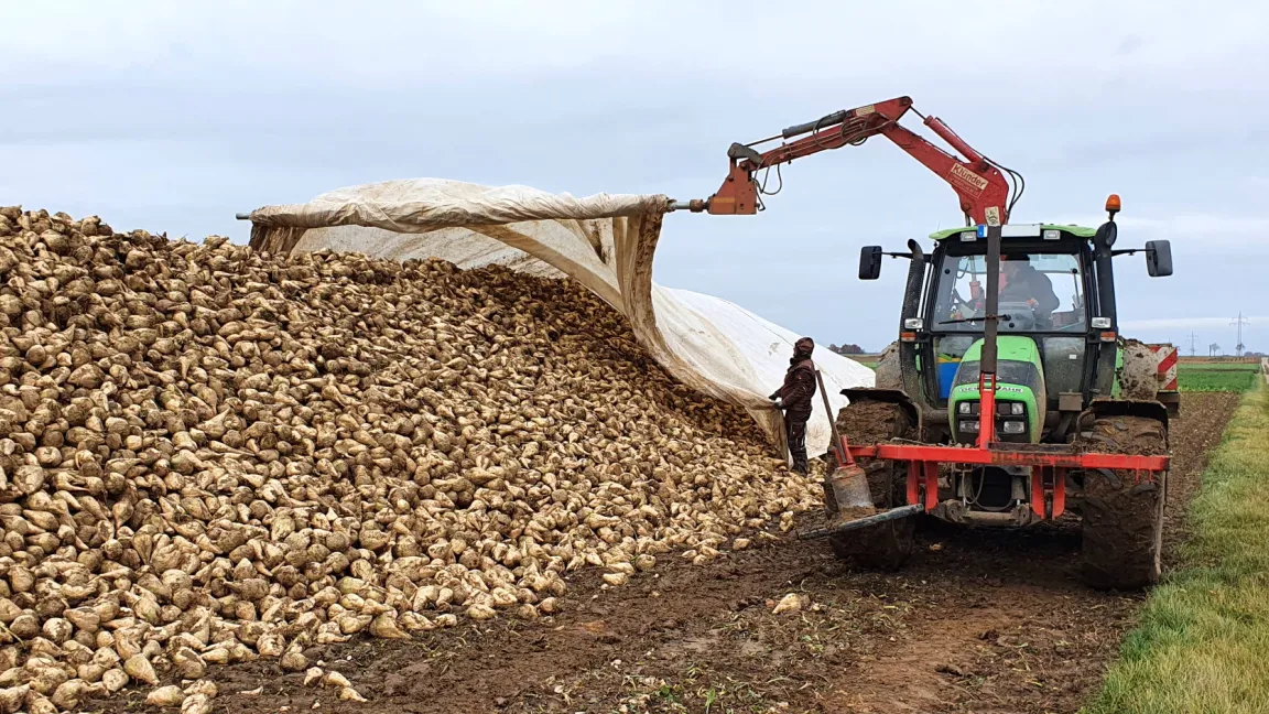 Vlies schützt die Rüben vor schädigenden Frösten und veratmungsanregenden höheren Temperaturen. Außerdem verhindert es, dass Regen in die Miete eindringt und das Abreinigen der Rüben vor dem Transport zur Zuckerfabrik erschwert. Foto: Matthias Wiedenau