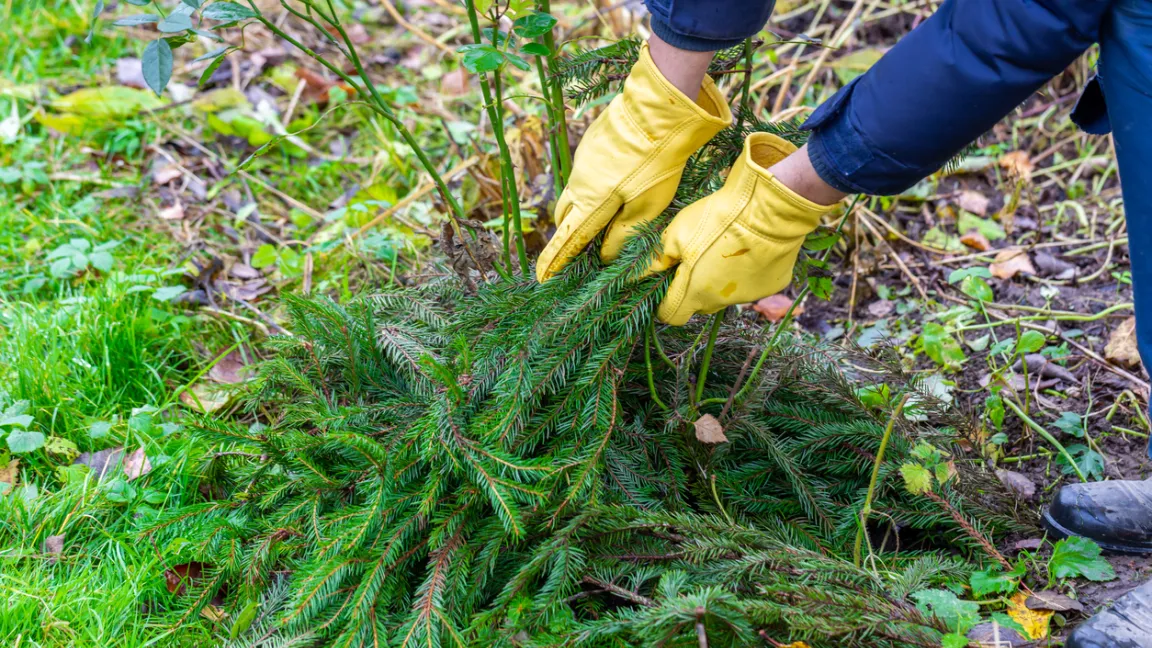 Tannenzweige vom Weihnachtsbaum sind ein guter Frostschutz für Pflanzen. Foto: iStock
