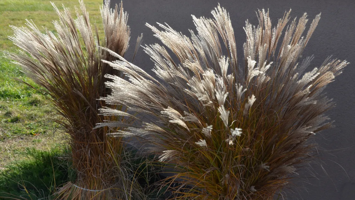 Zum Schutz vor Nässe sollten Gräser zusammengebunden werden. Foto: iStock