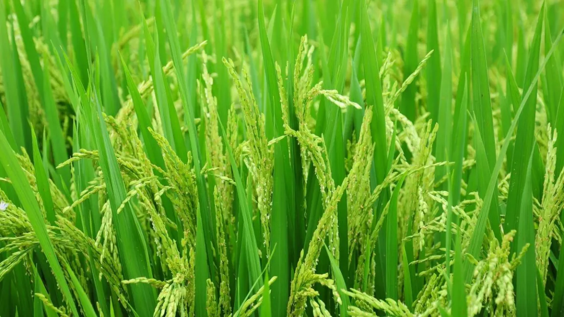 Die meisten Reissorten wurden auf einheitliche Ziele hin gezüchtet, darunter niedriger Wuchs und aufrechte Blätter. Doch auch bei der Photosynthese sollte man zukünftig ansetzen. Foto: Trung Hieu Dang / Pixabay