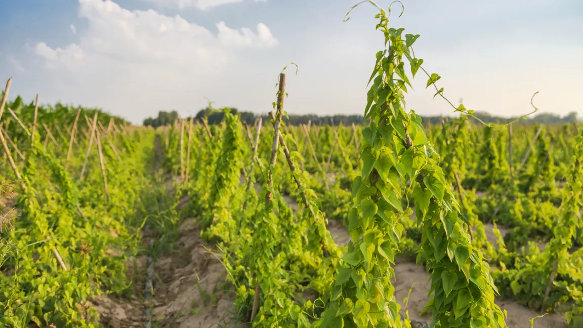 Yams ist eine Kletterpflanze, sie benötigt deswegen eine Stütze oder ein Gerüst. Die Erde wird in Richtung Pflanzen angehäufelt, damit sich die Knollen leichter ernten lassen. Foto: iStock