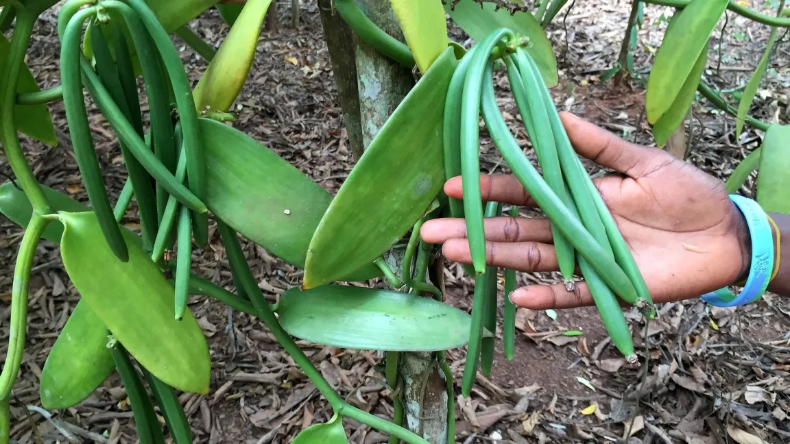 Die „Schoten“ der Vanillepflanze, botanisch korrekt sind es Kapselfrüchte, kurz vor der Ernte. Foto: BeaBeste / Pixabay