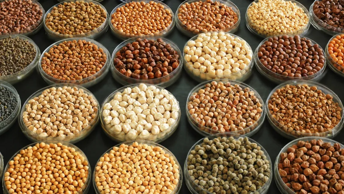 Bei den Kichererbsen gibt es viele unterschiedliche Sorten und Varietäten. Foto: ICRISAT