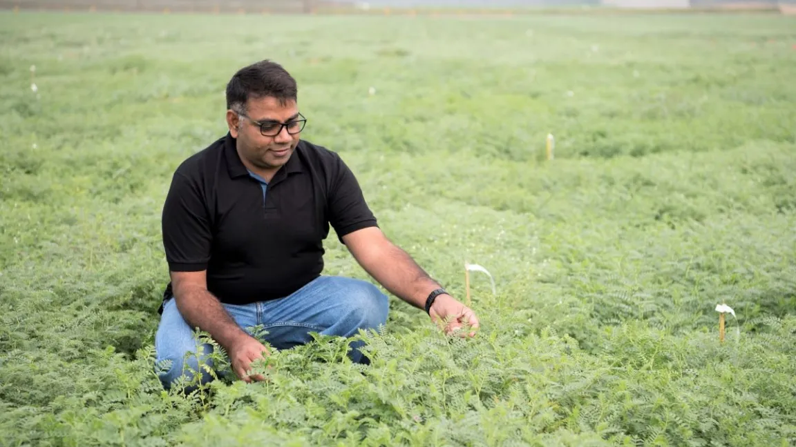 Professor Rajeev Varshney vom ICRISAT inmitten eines Kichererbsenfelds. Foto: ICRISAT