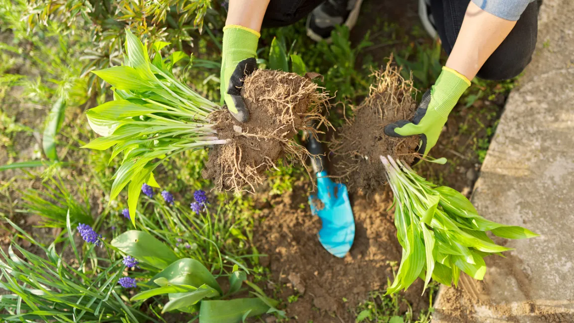 Die Wurzelballen vieler Pflanzen lassen sich ganz einfach mit den Händen auseinanderziehen. Foto: iStock