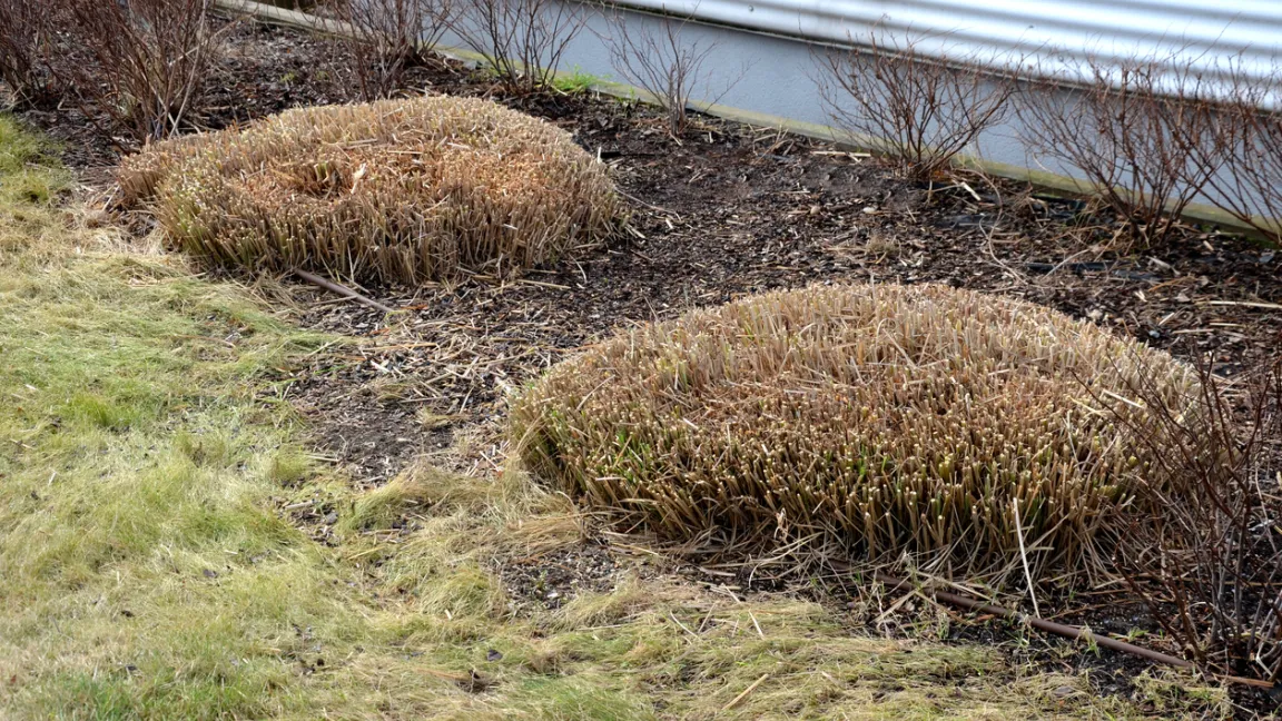 Um Ziergräser wie die Japan-Segge zu teilen, sollten die Pflanzen zurückgeschnitten werden. Foto: iStock