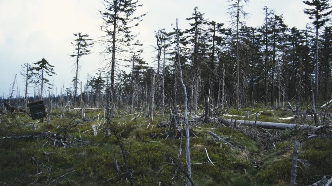 Durch Käferfraß geschädigter Nadelwald. Foto: Landpixel