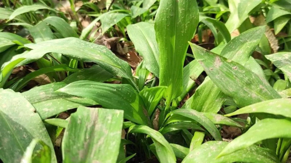 Im zeitigen Frühjahr, wenn noch viel Licht auf den Boden von Laubwäldern fällt, beginnt der Bärlauch zu sprießen. Foto: Luise Elster