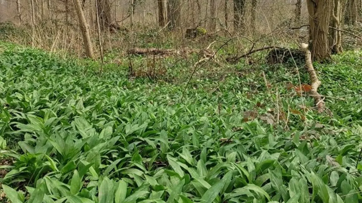 Von März bis Ende Mai versorgt die leckere Heilpflanze Spaziergänger mit wohlschmeckenden und vielfältig verwendbaren Blättern. Foto: Luise Elster