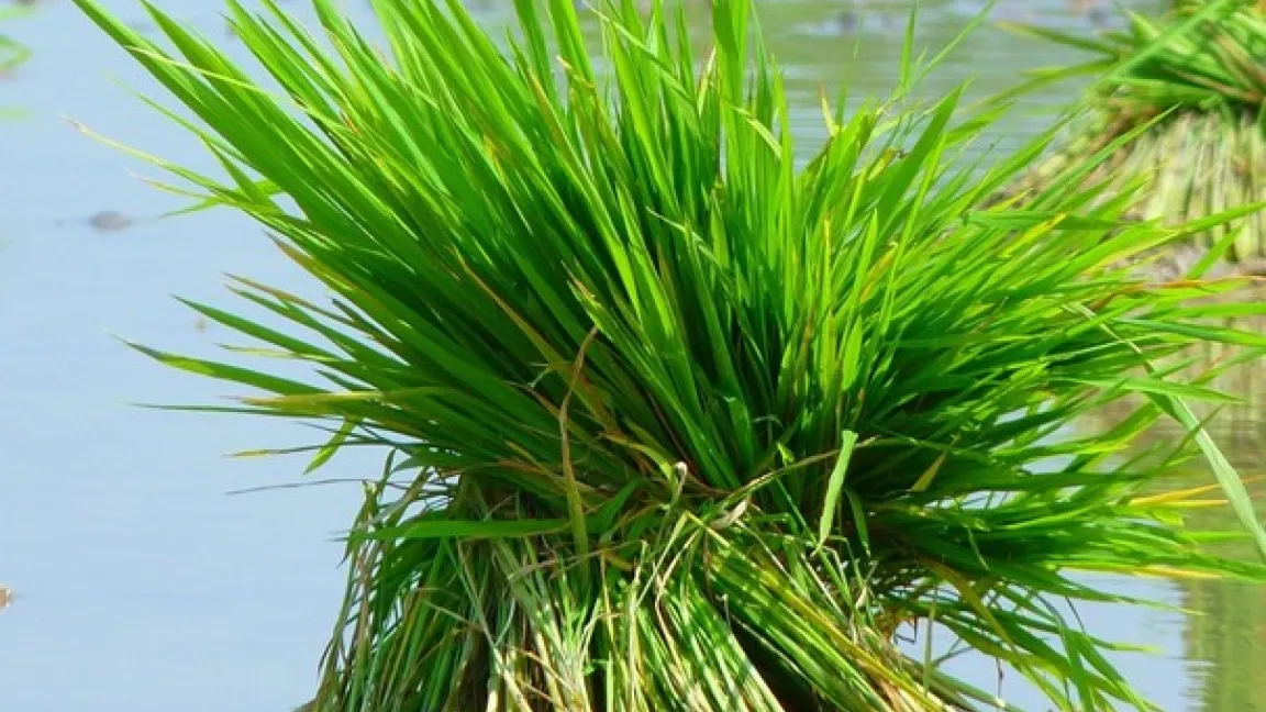 Das Getreide kann im Nass- und im Trockenreisanbau produziert werden. Der Nassreisanbau setzt auf die vollständige Überflutung der Reisfelder. Foto: Pixabay