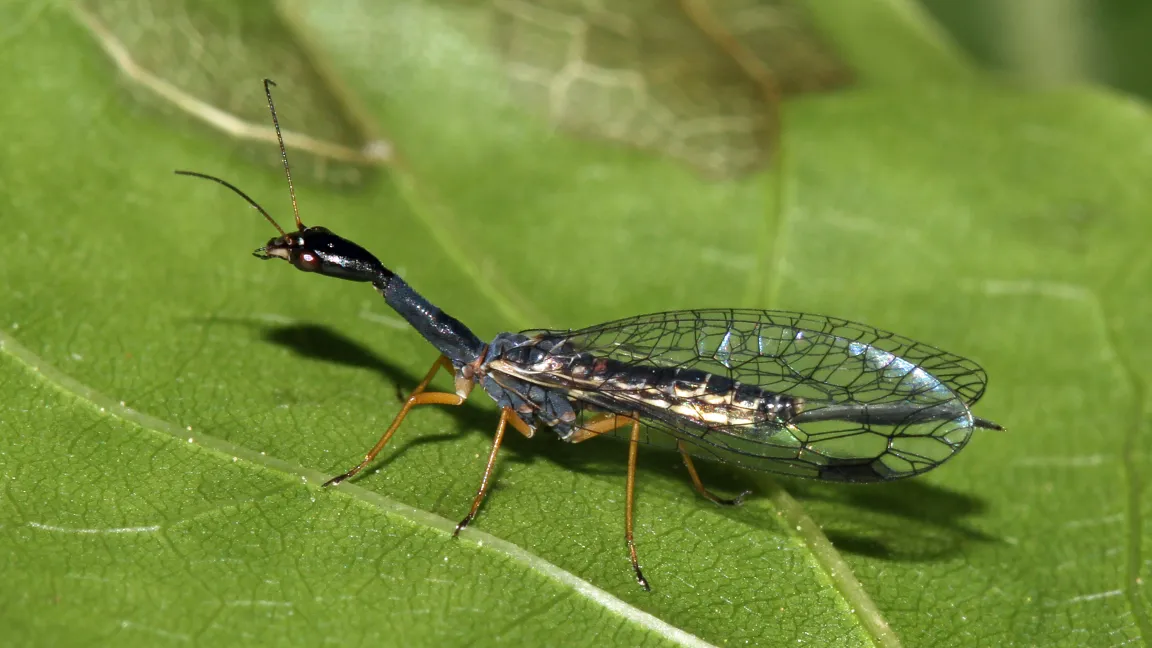 Insekt des Jahres 2022: die Schwarzhalsige Kamelhalsfliege. Foto: Harald Bruckner