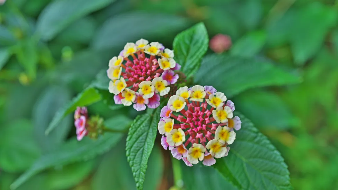 Die Blütenreihen des Wandelröschens öffnen sich zeitversetzt. Foto: iStock