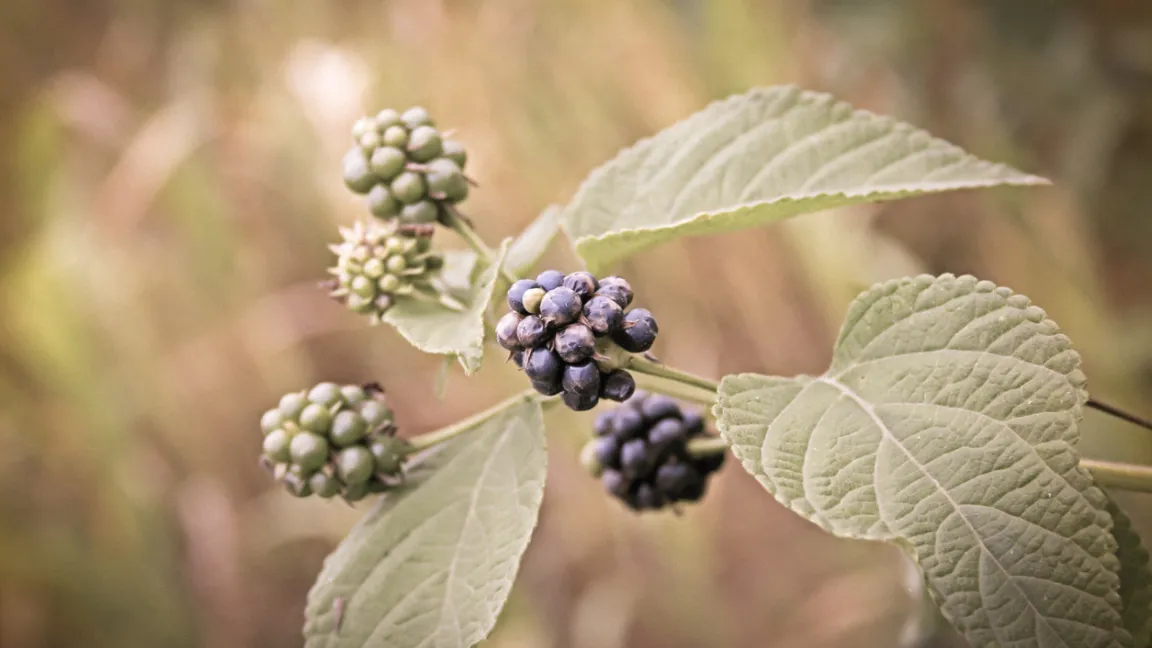 Die Früchte von Lantana camara ähneln Brombeeren und sind giftig. Foto: iStock