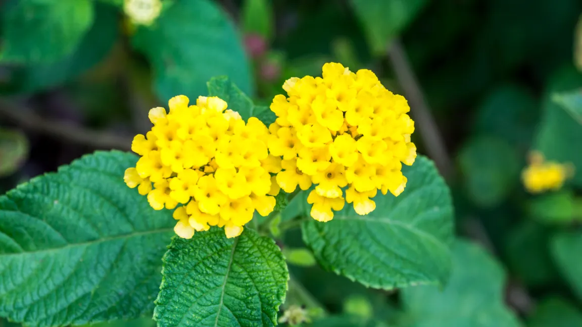 Neben den Sorten mit sehr bunten Blütendolden gibt es auch einfarbige. Foto: iStock