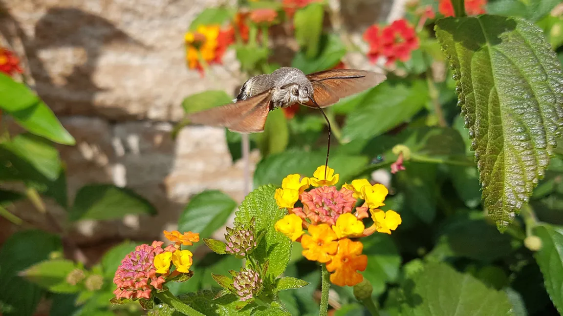 Insekten wie das Taubenschwänzchen schätzen das Wandelröschen als Futterquelle. Foto: iStock