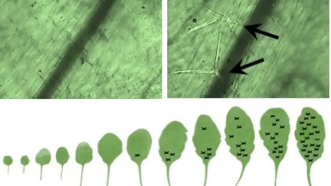 Junge Blätter haben keine Trichome (Blatthaare) auf der Blattunterseite (oben, linkes Bild). In der adulten Phase entstehen hingegen Blätter mit Trichomen (oben rechts). Die Anzahl von Trichomen nimmt bei jedem weiteren Blatt zu (unten). Foto: Sören Werner, FU Berlin