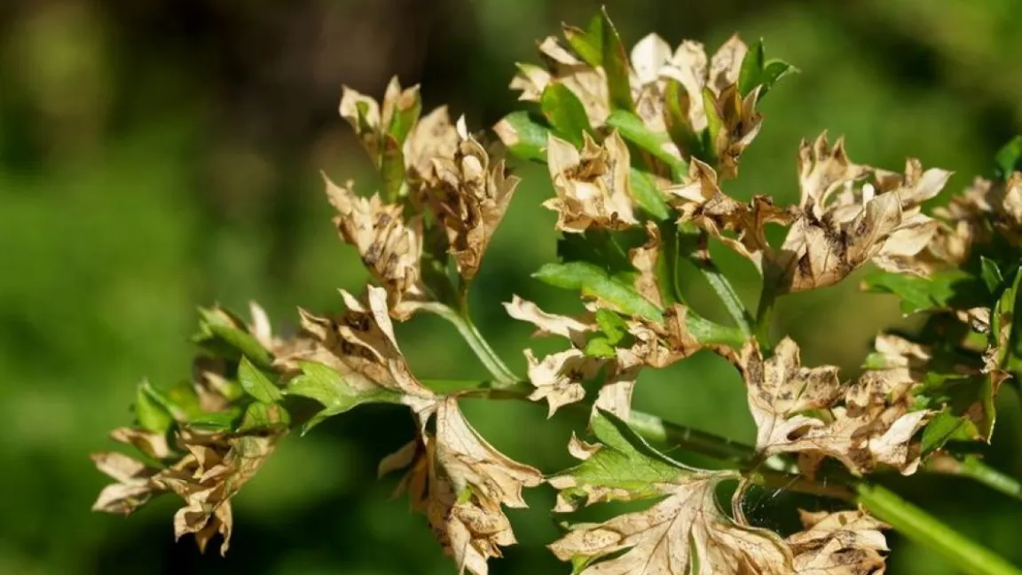 Alternaria, eine weit verbreitete Gattung von Schimmelpilzen, befällt auch Petersilie. Foto: Magnus Gammelgaard / Hortipendium