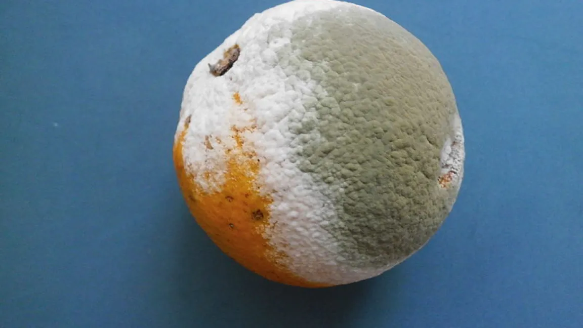 Böse Überraschung für Apfelsinen-Esser; weit fortgeschrittene Grauschimmelfäule. Foto: Veronidae / Hortipendium