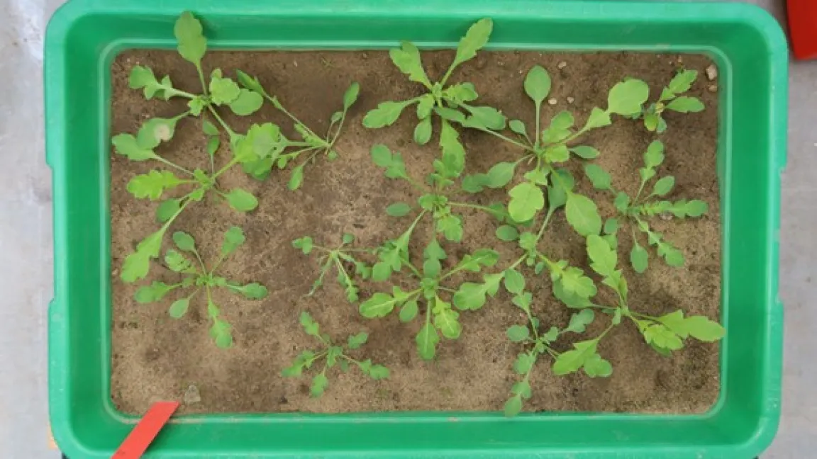 Zunächst braucht es eine intelligente Software zur Unkrauterkennung. Fotos: Julius Kühn-Institut (JKI)