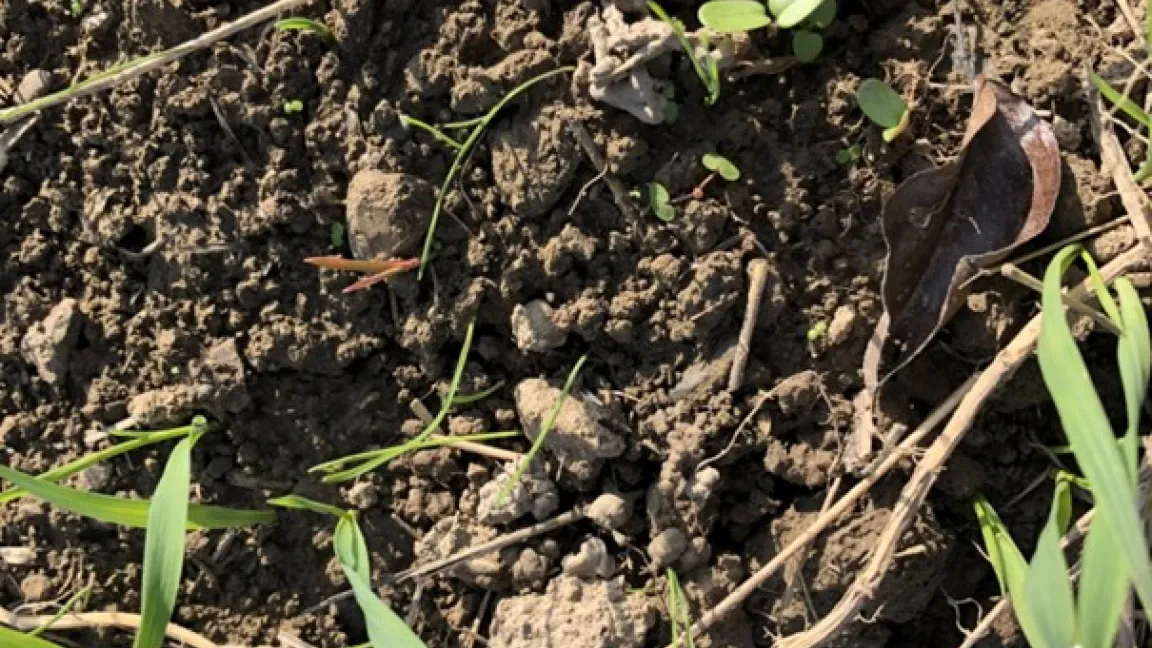 Unkräuter mit dem Potenzial zur Ertragsminderung können anschließend teilflächenspezifisch behandelt werden. Foto: Julius Kühn-Institut (JKI)