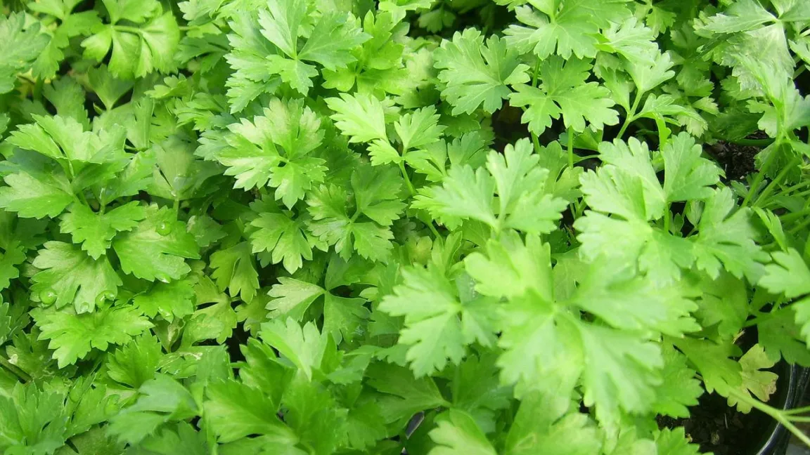 Glattblättrige Petersilie sieht fast so aus wie Hundspetersilie, die allerdings giftig ist und unangenehm riecht. Foto: Public Domain Pictures / Pixabay