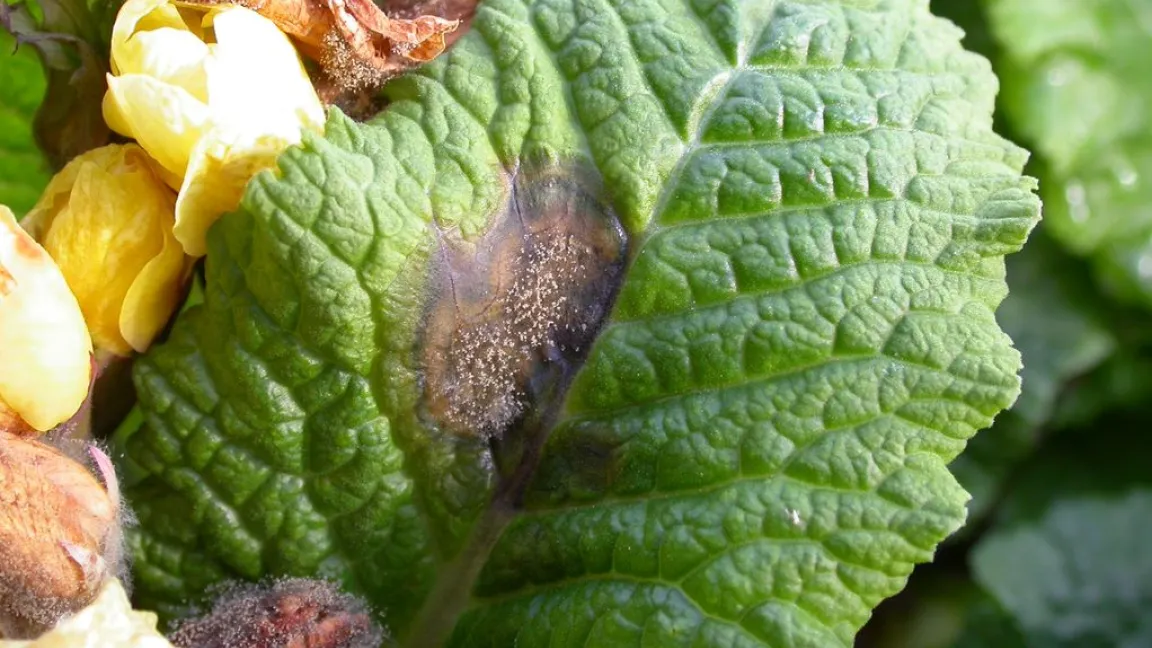 Auch im Zierpflanzenanbau ein Thema: Typische Fäule mit Konidienbildung an Blättern und Blüten von Primeln, ausgelöst durch Botrytis cinerea. Foto: Frank Korting / Hortipendium