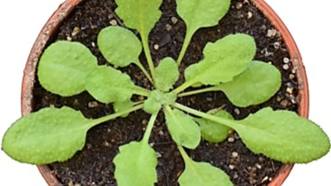 Nach der Keimung durchlaufen Pflanzen eine Phase des Wachstums. In dieser vegetativen Wachstumsphase bildet Arabidopsis thaliana ausschließlich Blätter. Foto: Sören Werner, FU Berlin