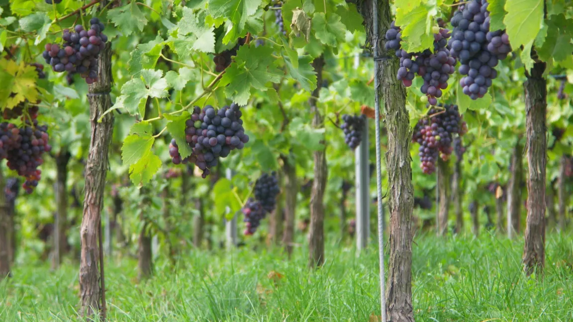 Können Weinreben bei einer guten Durchlüftung und geringer Beschattung schnell abtrocknen, sinkt das Risiko für den Befall mit Botrytis cinerea. Foto: Matthias Wiedenau