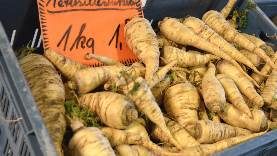 Petersilienwurzeln können mit ihrem sellerieartigen Geschmack als Gemüse verzehrt werden. Sie sind leicht mit Pastinaken zu verwechseln. Der Blattansatz ist bei der Petersilienwurzel gewölbt, bei der Pastinake jedoch eingesenkt. Foto: Matthias Wiedenau