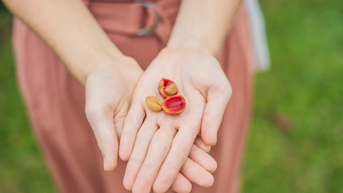Die Kaffeebohnen werden in der Kaffeekirsche von mehreren Schichten umhüllt, außen von Pulpe und Fruchthaut. Foto: iStock