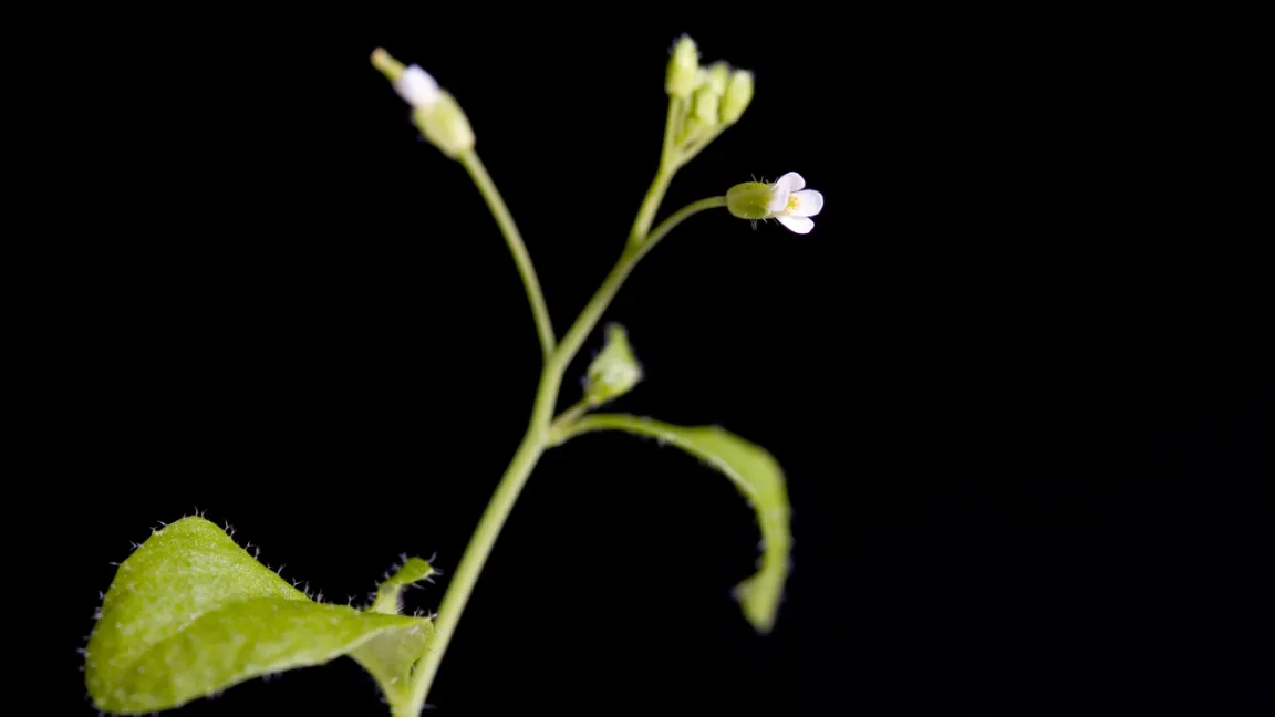 Pflanzen müssen erst ein bestimmtes Alter erreichen, um Blüten ausbilden zu können. Foto: iStock