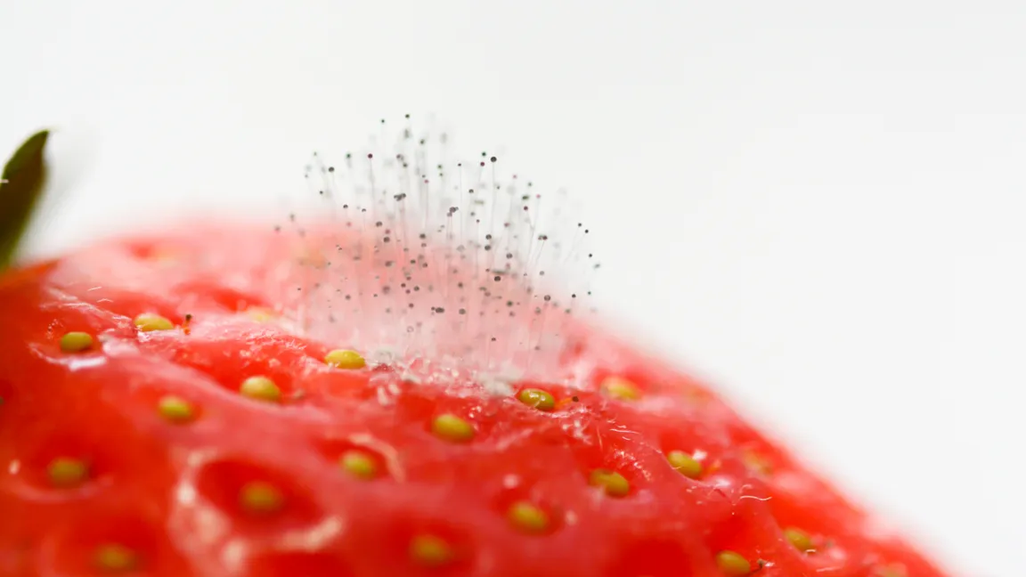 Die Erdbeere ist eine von über 200 Pflanzenarten, auf denen sich die Grauschimmelfäule ausbreiten kann. Foto: iStock