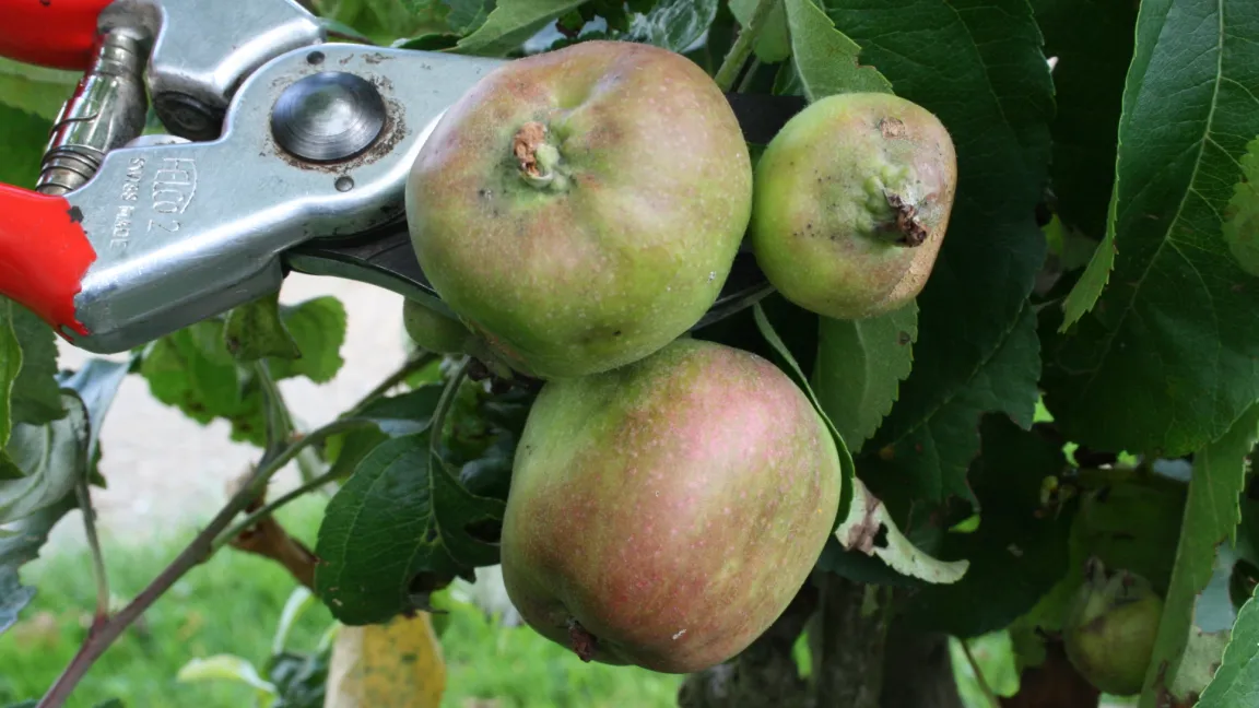 Bei der Ausdünnung werden vorrangig die kleinen oder deformierten Früchte entfernt, auf diesem Bild die beiden oberen. Foto: Heinrich Beltz