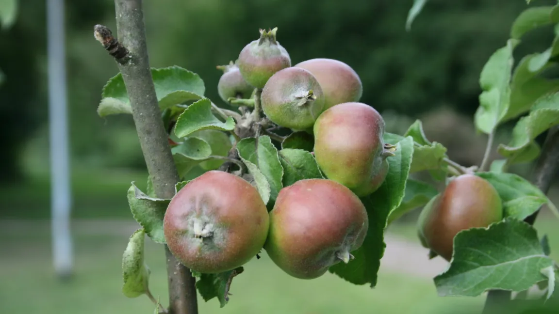 Von diesem viel zu dichten Fruchtbehang würden ohne Ausdünnung die meisten Früchte im Laufe der Zeit abfallen und diejenigen, die übrig bleiben, zu klein werden. Foto: Heinrich Beltz
