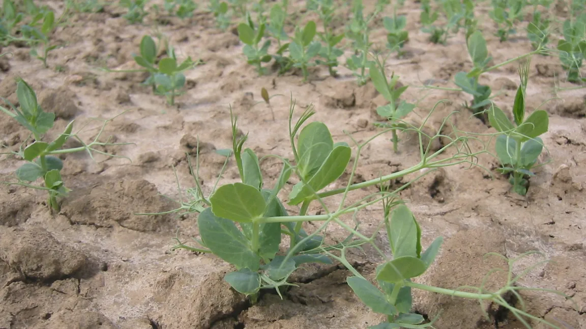 Viele Fleischersatzprodukte werden mittlerweile aus Erbsenprotein hergestellt. Damit die Kultur erfolgreich angebaut werden kann, muss sie besonders in der Jugendentwicklung vor Unkrautkonkurrenz geschützt werden. Foto: Matthias Wiedenau