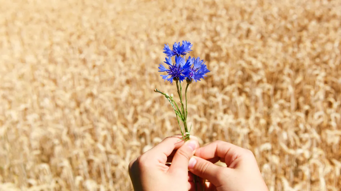 Kornblumen wachsen als Ackerbegleitkraut an Rändern von Getreidefeldern. Foto: iStock