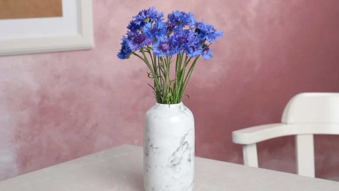 Auch als Tischschmuck sind Kornblumen sehr beliebt. Foto: iStock