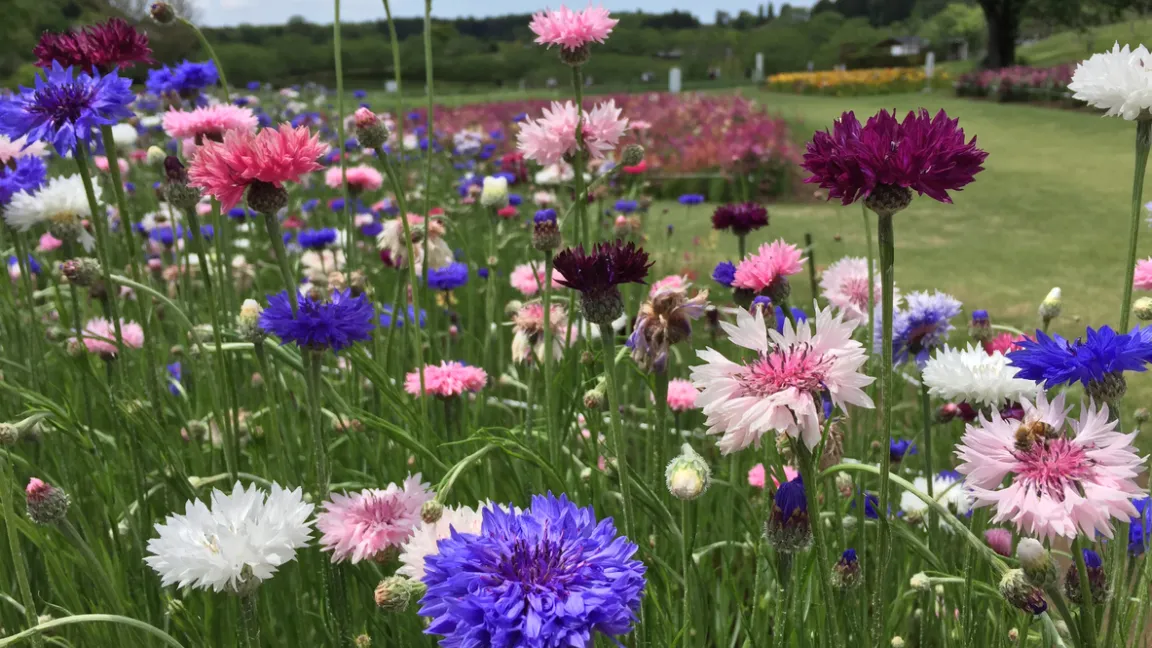 Es gibt aber auch weiße, rosafarbene, rote oder violette Kornblumen-Sorten. Foto: iStock