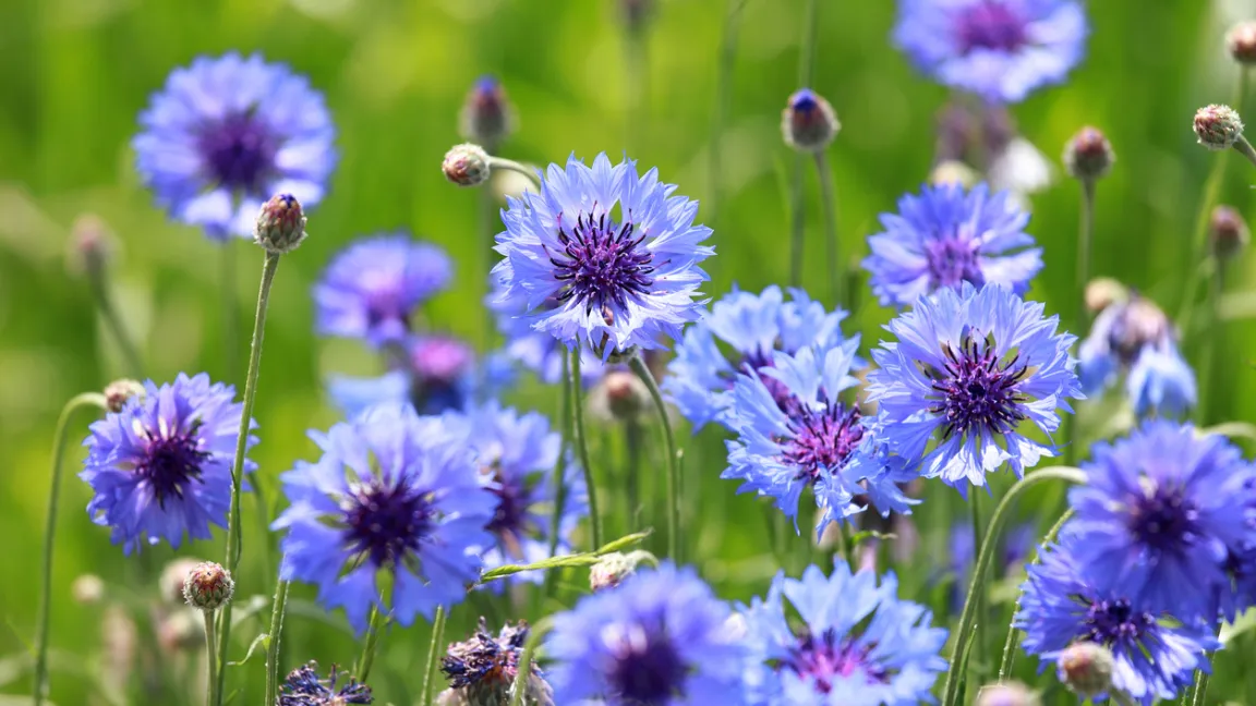 In naturnahen Gärten setzen Kornblumen leuchtend blaue Akzente. Foto: iStock