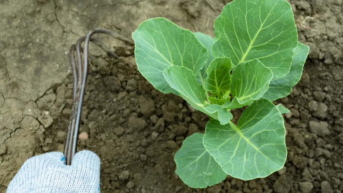 „Einmal hacken spart dreimal gießen“, lautet eine alte Gärtnerregel. Foto: iStock