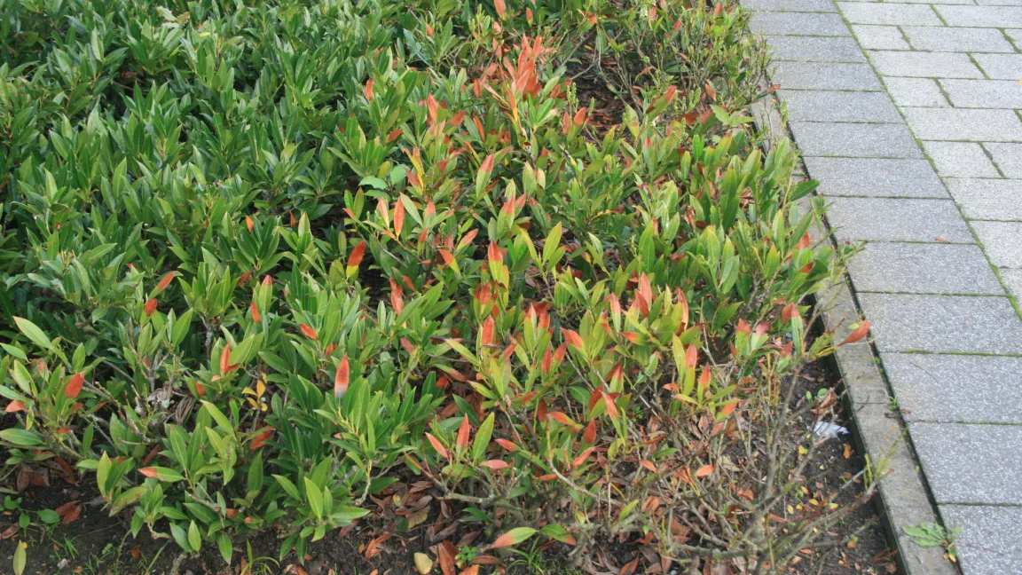 Streusalz ist zur Unkrautbekämpfung nicht erlaubt und kann wie hier an Kirschlorbeer starke Pflanzenschäden verursachen. Foto: Heinrich Beltz