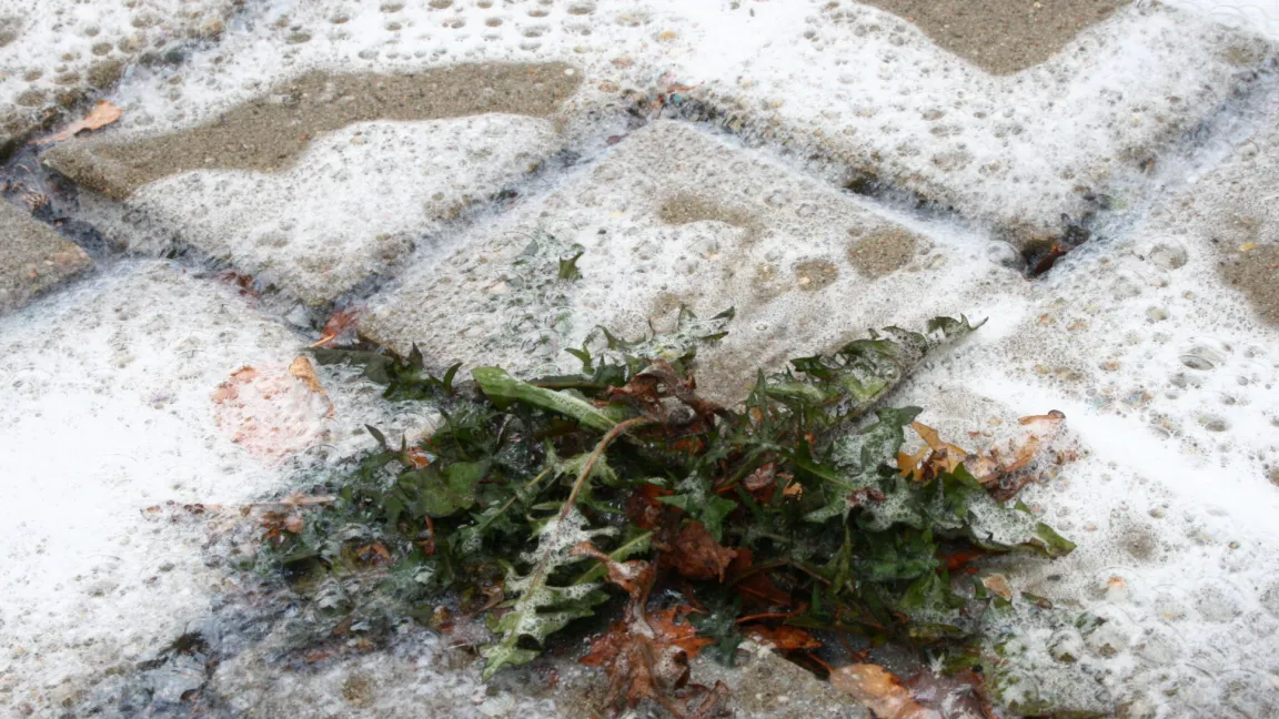 Der Einsatz von Heißwasser oder -schaum ist sicherer als Abflammen, aber erheblich aufwändiger. Foto: Heinrich Beltz