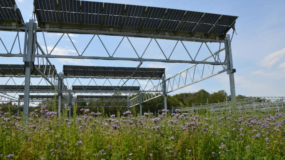 Um die Flächen unter den Modulen ackerbaulich zu nutzen, ist eine Durchfahrtshöhe von mehr als 5 Metern erforderlich. Foto: Matthias Wiedenau