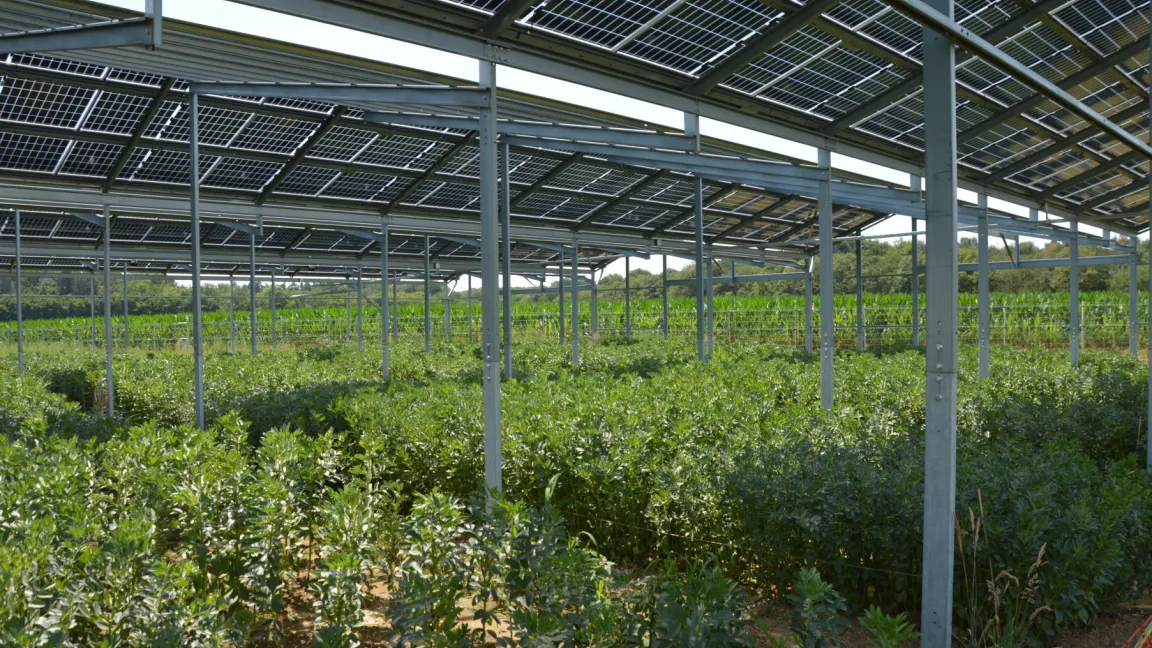 In Morschenich werden bifaziale Module eingesetzt, die die Sonnenstrahlung auf Vorder- und Rückseite verwerten können. Foto: Matthias Wiedenau